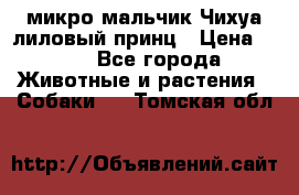 микро мальчик Чихуа лиловый принц › Цена ­ 90 - Все города Животные и растения » Собаки   . Томская обл.